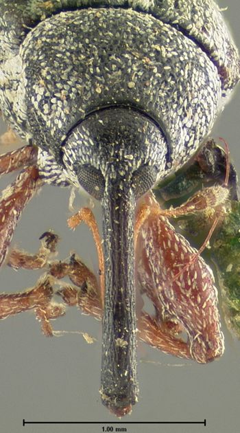 Media type: image;   Entomology 1966 Aspect: head frontal view